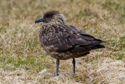 Close-up of bird perching on field