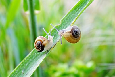 Close-up of snail on plant