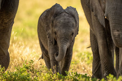 Baby African