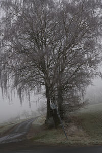 Bare tree by road