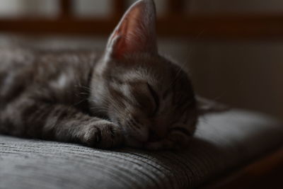 Close-up of cat sleeping