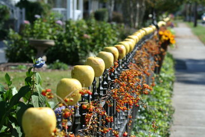 Close-up of fruits growing on plant