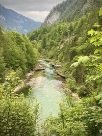 Scenic view of river amidst trees in forest