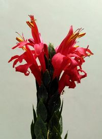 Close-up of red flowers