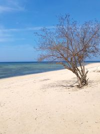 Tree on beach against sky