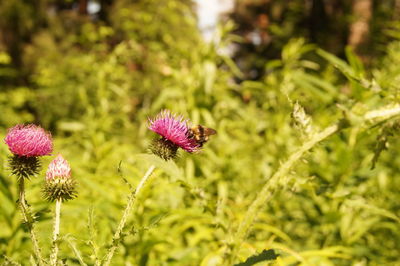 Close-up of pink flowering plant