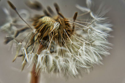 Löwenzahn - macro cloe-up on flower.