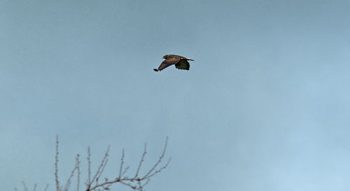 Low angle view of eagle flying against clear sky