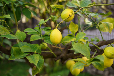 Close-up of fruits growing on tree