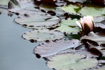 Close-up of lotus water lily