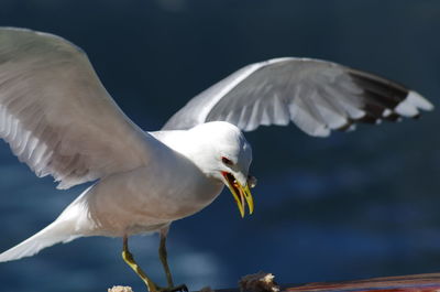 Close-up of seagull flying