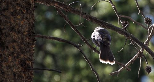 Low angle view of bird perching on branch