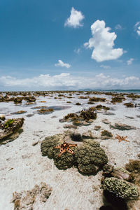 Scenic view of sea shore against sky