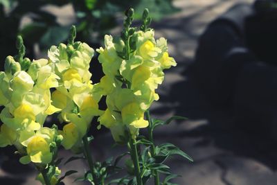 Close-up of yellow flowers