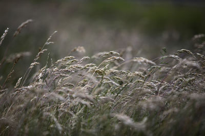 Close-up of crops on field