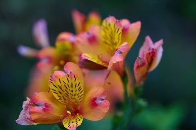 Close-up of yellow flower blooming outdoors