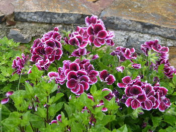 Close-up of pink flowers blooming outdoors