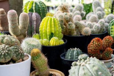 Close-up of vegetables for sale