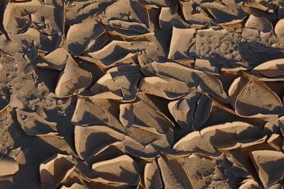 Full frame shot of dry leaves on beach