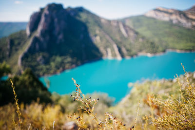 Plants growing on land against mountains