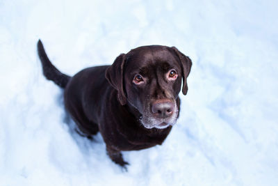 Portrait of black dog in snow