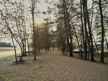 Scenic view of trees in forest against sky