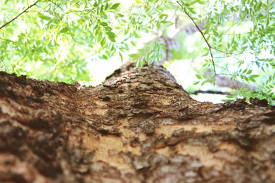 Close-up of tree trunk