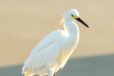 Close-up of great egret perching outdoors