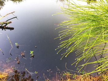 Bird swimming in lake