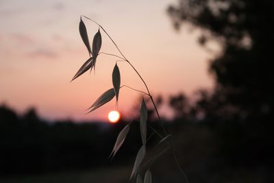 Close-up of silhouette plant on field against sky during sunset