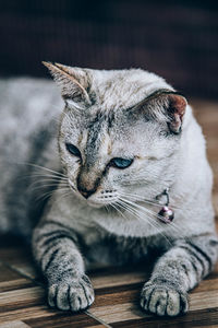 Close-up of a cat on wooden table