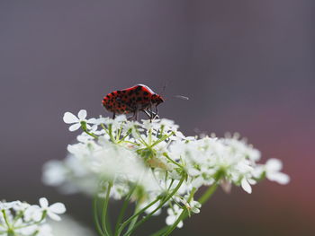 Close-up of butterfly on red flower