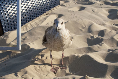 High angle view of bird on sand