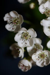 Close-up of white cherry blossom tree