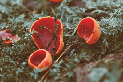 Close-up of red mushroom growing on log 