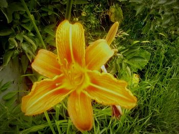 Close-up of yellow day lily blooming on field