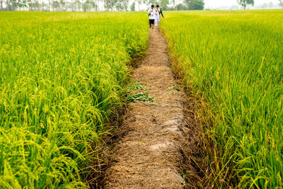 Rear view of man walking on field