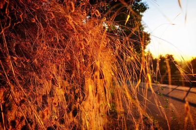 Close-up of plants on field against sky