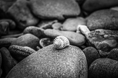 Full frame shot of shell on rock