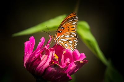 Close-up of butterfly pollinating on pink flower