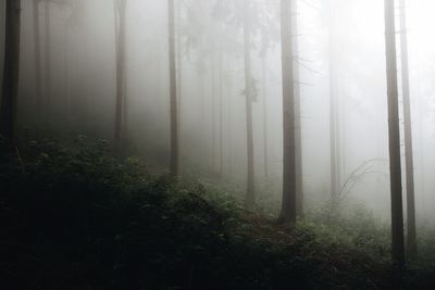 Trees in forest during foggy weather