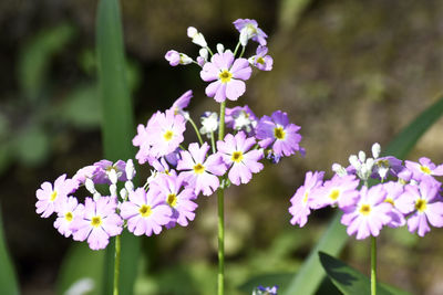 Close-up of pink flowering plant