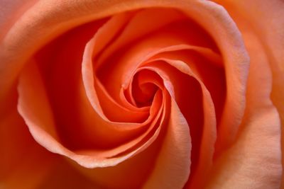 Close-up of fresh rose blooming outdoors