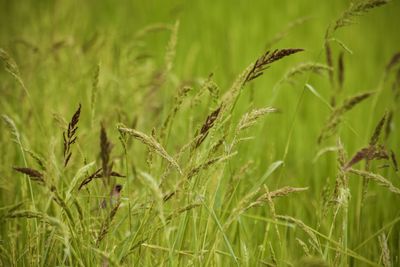 Close-up of stalks in field