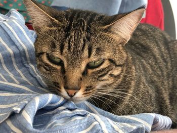 Close-up of a cat resting on bed