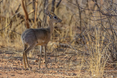 A damara dikdik in erindi, a park in the erongo region of namibia.