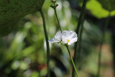Close-up of white flowering plant