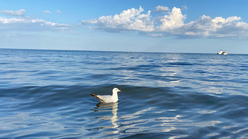 Seagull swimming in sea