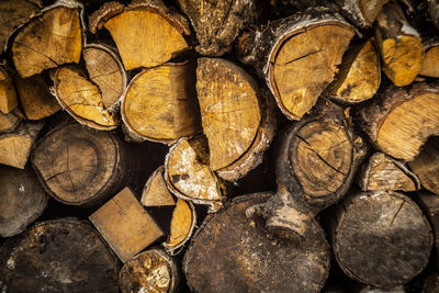Shoot of piled wood in forest