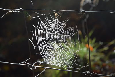 Close-up of spider on web